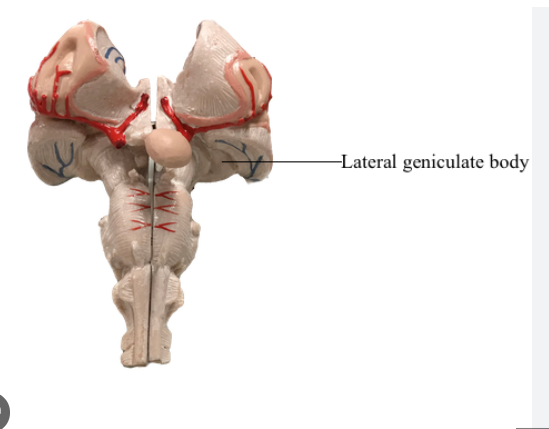 <p>LGN</p>