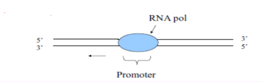 <p>If the promoter directs RNA polymerase to read to the LEFT strand of the DNA, which strand will be the template?</p>