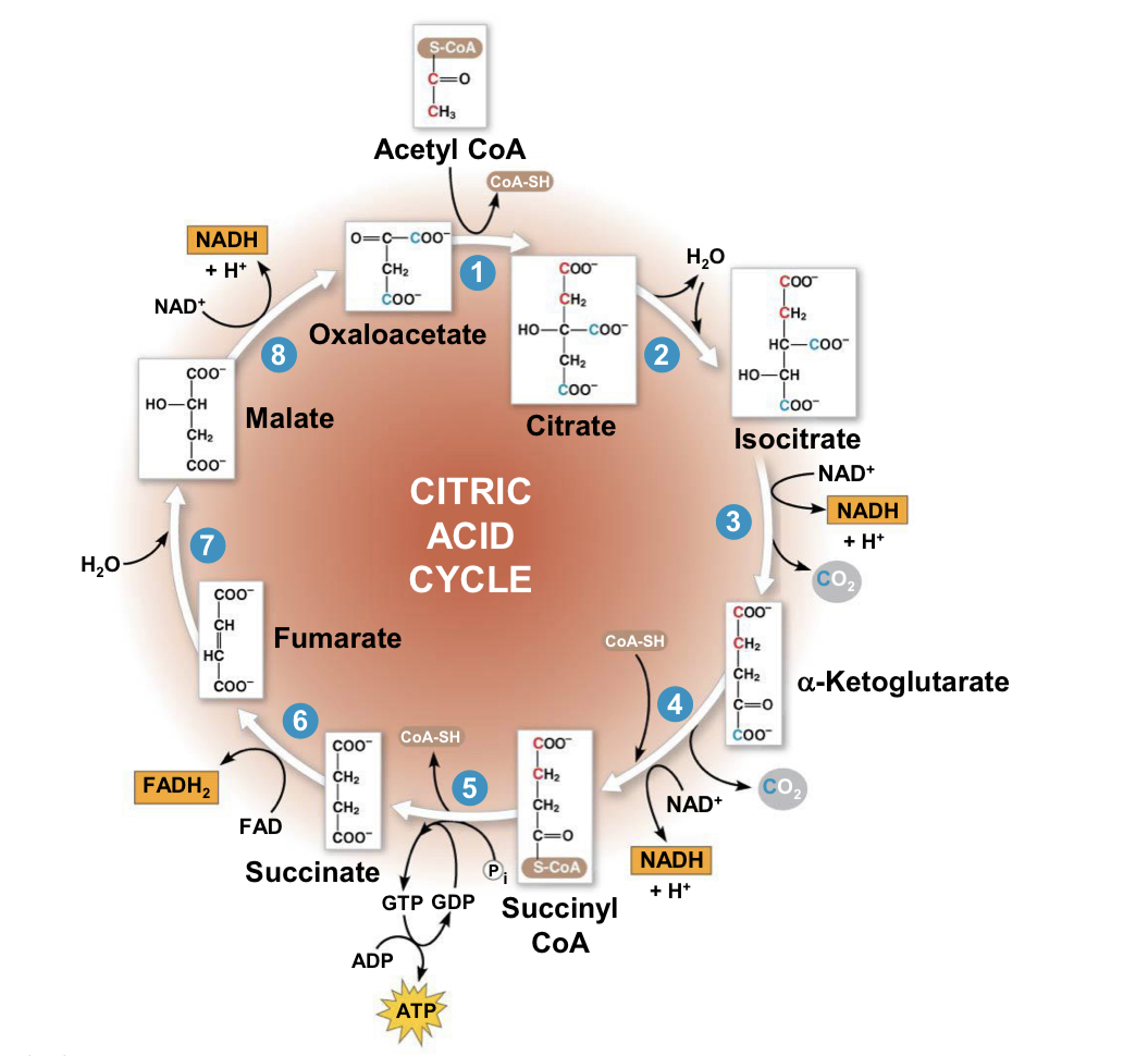 <p>acetyl group of acetyl CoA joins cycle by combining with oxaloacetate, forming citrate</p><p>next seven steps decompose citrate back to oxaloacetate, making the process a cycle</p><p>NADH and FADH2 produced by cycle relay electrons extracted from food to electron transport chain </p>