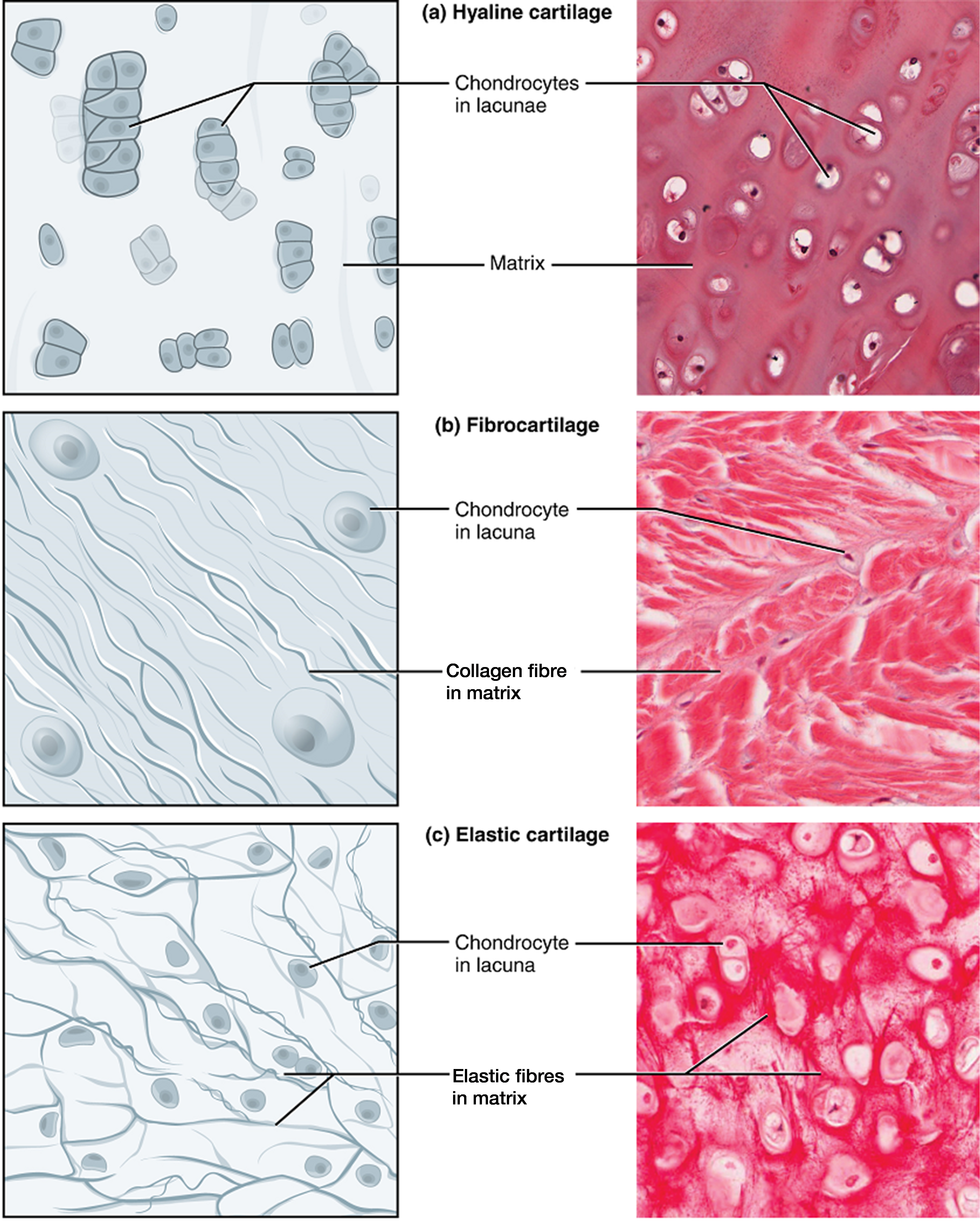 <p><span>das Gewebe</span></p>