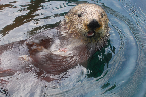 a species that has an unusually large effect on its ecosystem