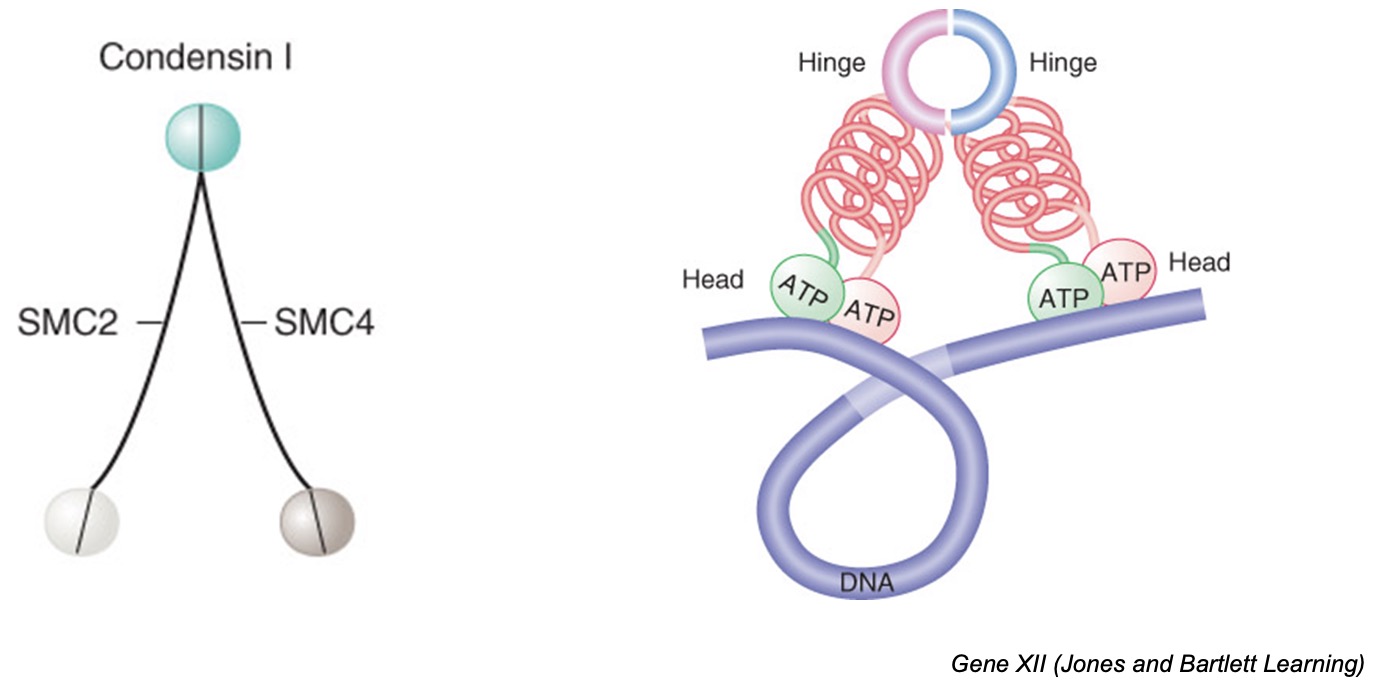 Condensin