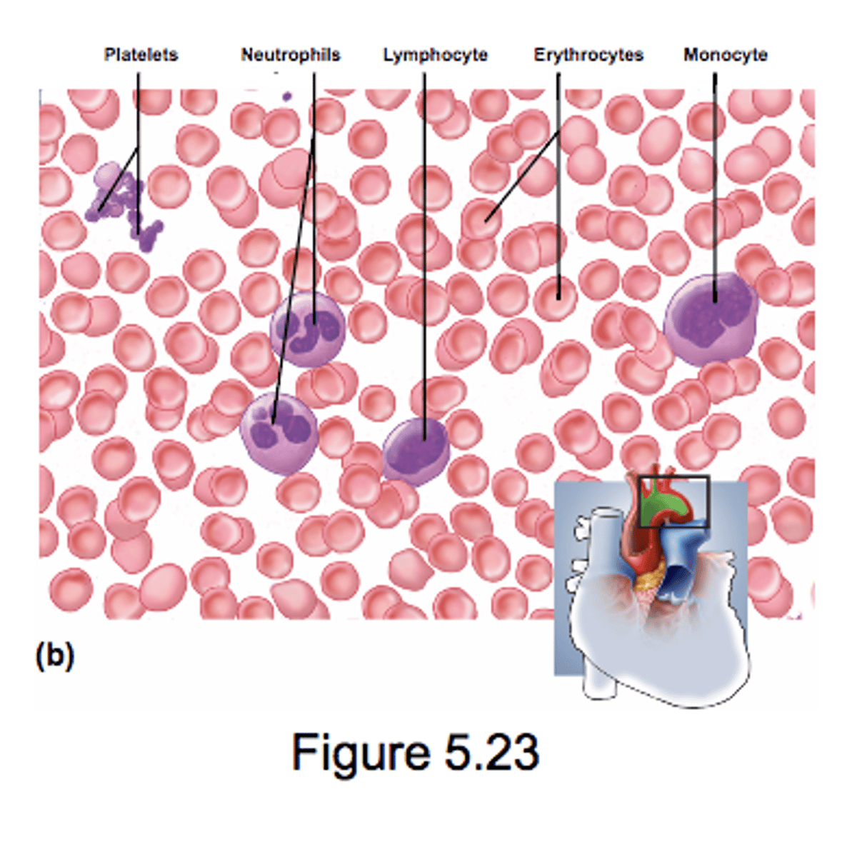 <p>Fluid connective tissue</p><p>transports cells and dissolved matter from place to place</p><p>approx. 50% cellular &amp; 50% acellular matrix</p><p>plasma is acellular matrix (lacks fibers unless coagulation occurs)</p><p>cellular portion: blood cells and cell fragments</p>