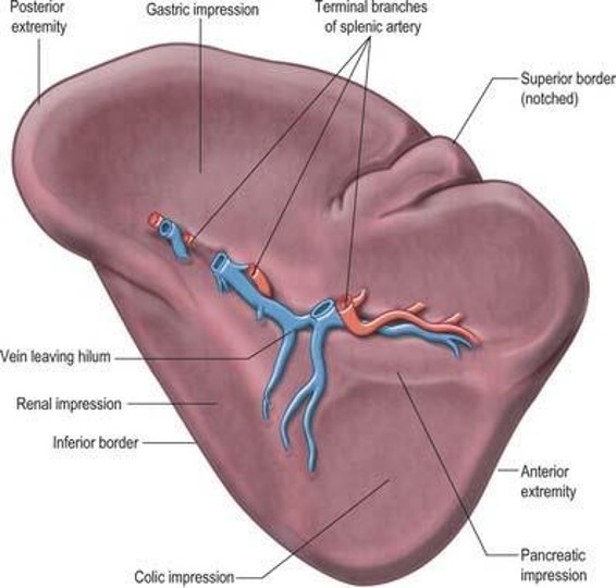 <p>A. Gastric impression</p><p>B. Renal Impression</p><p>C. Colic impression</p><p>D. Pancreatic impression</p><p>E. Hilum of the spleen</p>