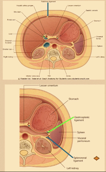 <p><span>Double layers of peritoneum connecting organs to organs or body wall; may carry vessels and nerves.</span>(e.g., the falciform ligament or splenorenal ligament); they may carry vessels and nerves</p><p></p><p>HY: <span> The spleenorhenal ligament was part of the mesogastrium. But when the stomach rotated 90 degrees this way, the posterior mesogastrium actually gets pushed to the left side. And part of it actually fuses </span><span style="background-color: rgb(195, 237, 255);"><strong><mark data-color="#000000" style="background-color: rgb(0, 0, 0); color: inherit;"><span>to the posterior abdominal wall. </span></mark></strong></span><span>The remnant of that between the posterior abdominal wall and the spleen is now called the spleenorhenal ligament. the spleenorhenal ligament is actually a derivative of the primitive mesogastrium.</span></p>