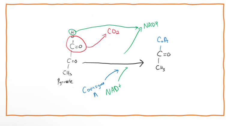 <p>At the end of glycolysis, the two pyruvate molecules move into the mitochondria. There, one carbon is removed from each pyruvate and released as carbon dioxide. The hydrogen from that carbon is used to turn NAD⁺ into NADH with the help of an enzyme called pyruvate dehydrogenase. The remaining two-carbon part joins with Coenzyme A (CoA) to form Acetyl-CoA</p>