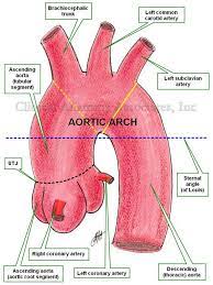 * Brachiocephalic trunk / inominate 
* Lt common Carotid
* LT Subclavian Artery