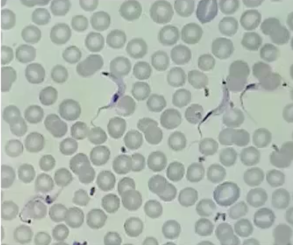 <p>What phylum and genus is being pictured here?</p>