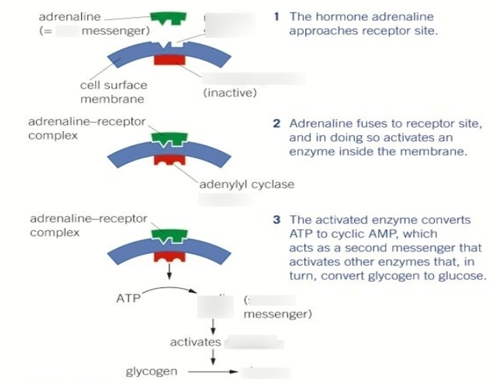 <p>A sequence of events/secondary messengers that leads to a biological response.</p>