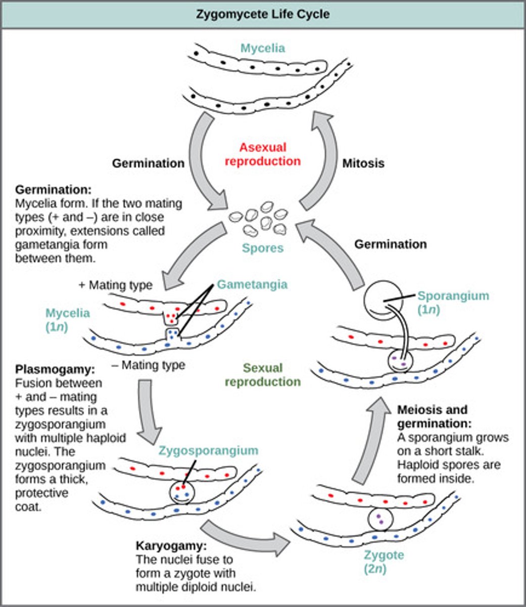 <p>plasmogamy → karyogamy → meiosis<br><br>(Note: produce haploid zygospores)</p>