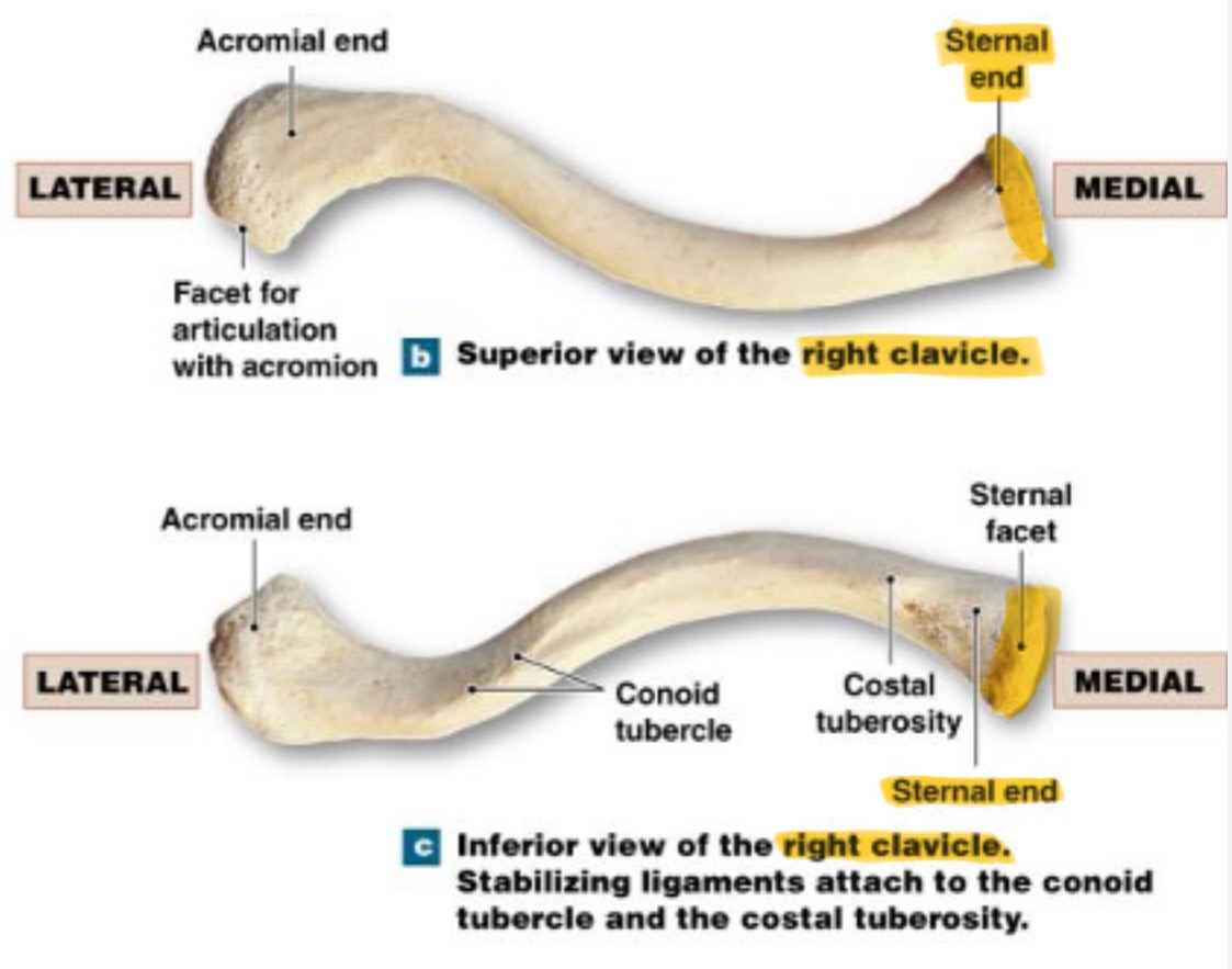 <p>sternal end</p>