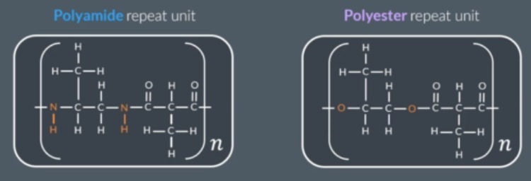 <p>two N-H groups, 2 carbonyl, everything between N-H and carbonyl groups</p>