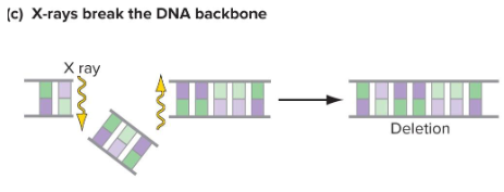 <p>Break DNA backbone. Results in deletion, translocation (Swapping positions, or inversion.</p>