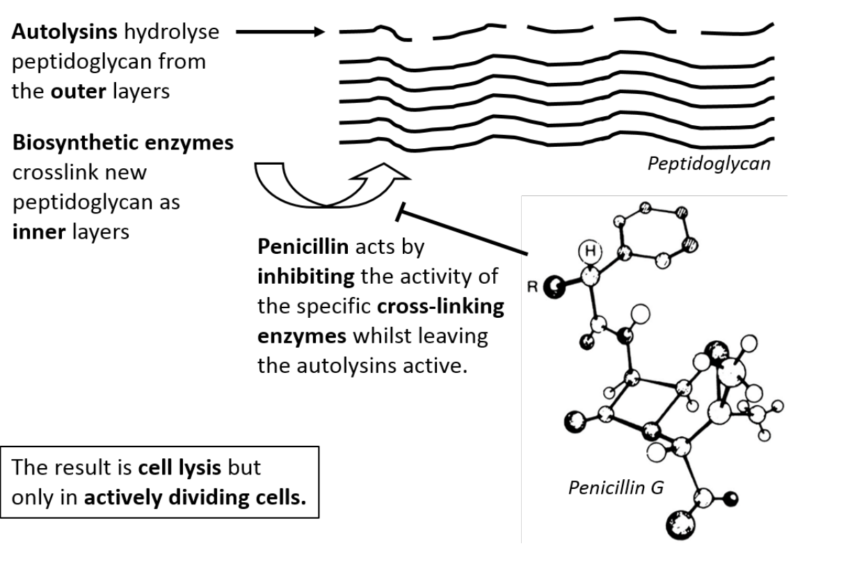 <ol><li><p>Autolysins</p><ul><li><p>always breaking down the outside layers</p></li></ul></li><li><p>Biosynthetic enzymes</p><ul><li><p>crosslink new peptiglycan as <strong>inner</strong> layers</p></li><li><p>incorporated in realxed state</p></li></ul></li><li><p>Eventually gets to the outside layers</p></li></ol><p></p>