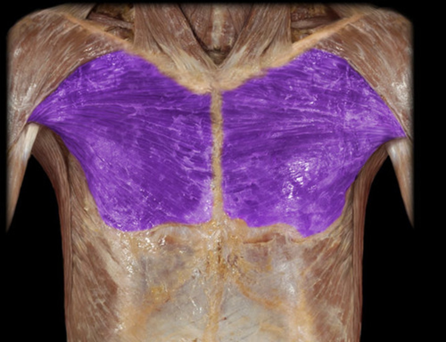 <p>pectoralis major</p>