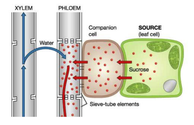<p>Occurs at the source. Photosynthates are transported into sieve tube members</p>