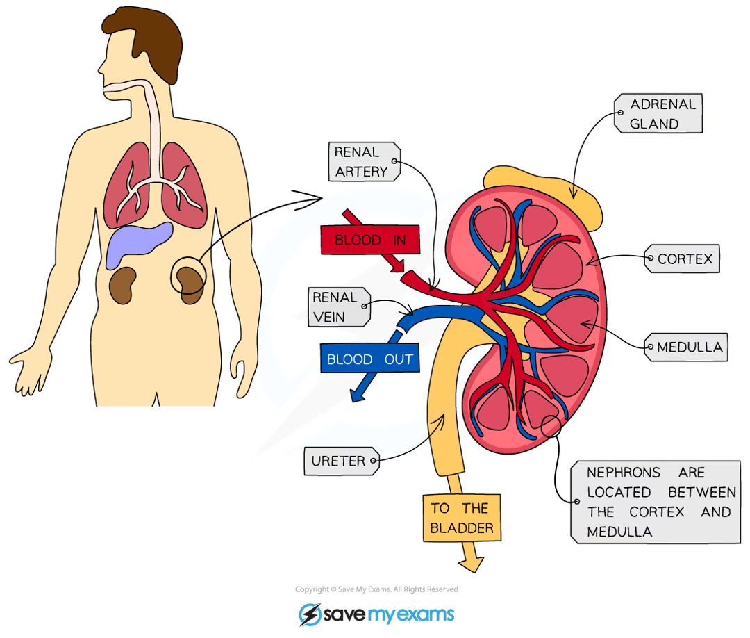 <p>three regions:</p><ul><li><p>cortex - outermost region</p></li><li><p>medulla - inner section</p></li><li><p>renal pelvis - tube linking kidney to ureter</p></li></ul><p>each kidney has around a million tiny structures called nephrons/kidney tubules/renal tubules</p><p>nephrons start at the cortex and loop down into the medulla and back to the cortex</p><p>contents of nephrons drain the renal pelvis and urine collects there before it flows into the ureter to be carried to the bladder for storage</p><p></p>