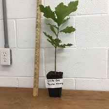 <p><span>Quercus alba / White Oak</span></p>