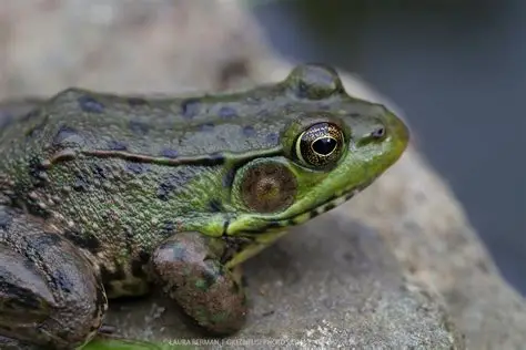 <p>Northern green frog</p>