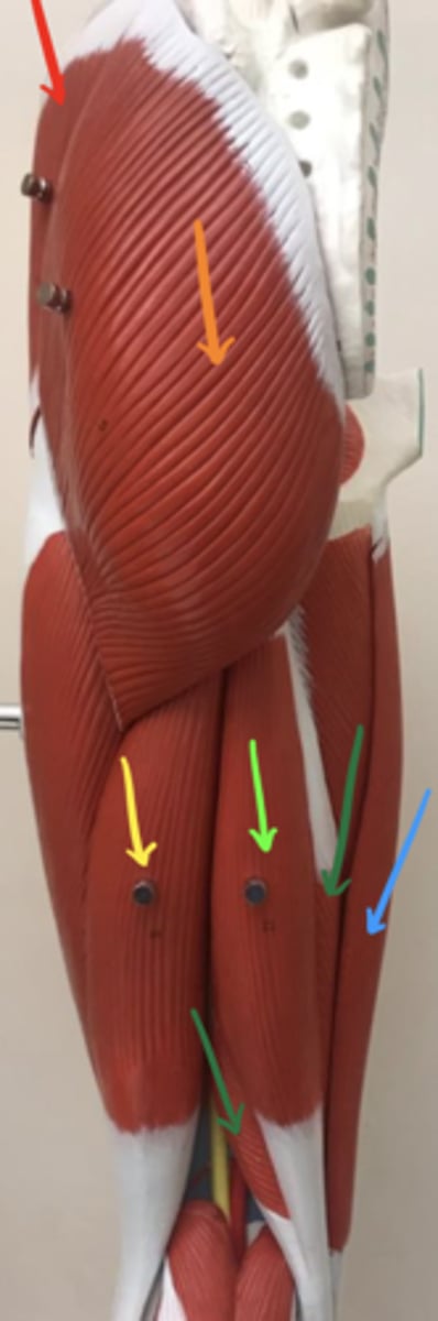 <p>ID the structure of the dark green arrow, its innervation and its action(s).</p>