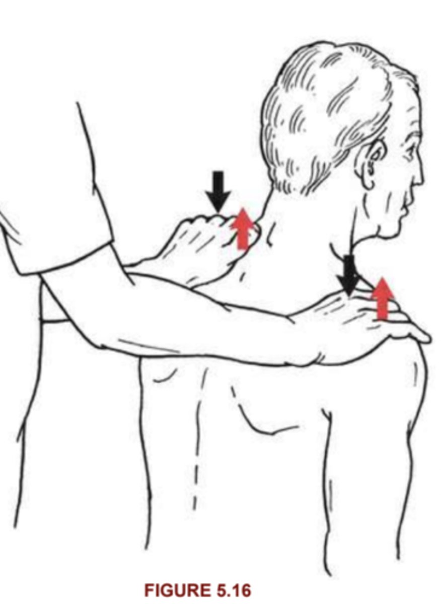 <p>Upper Trap, Levator Scap, rhomboid (M/m)</p><p>Position: sitting, PT pushes on shoulder</p><p>3/5: elevate through full rom w/out resistance</p><p>4/5: hold against strong to moderate resistance, may "give"</p><p>5/5: hold against max resistance</p>
