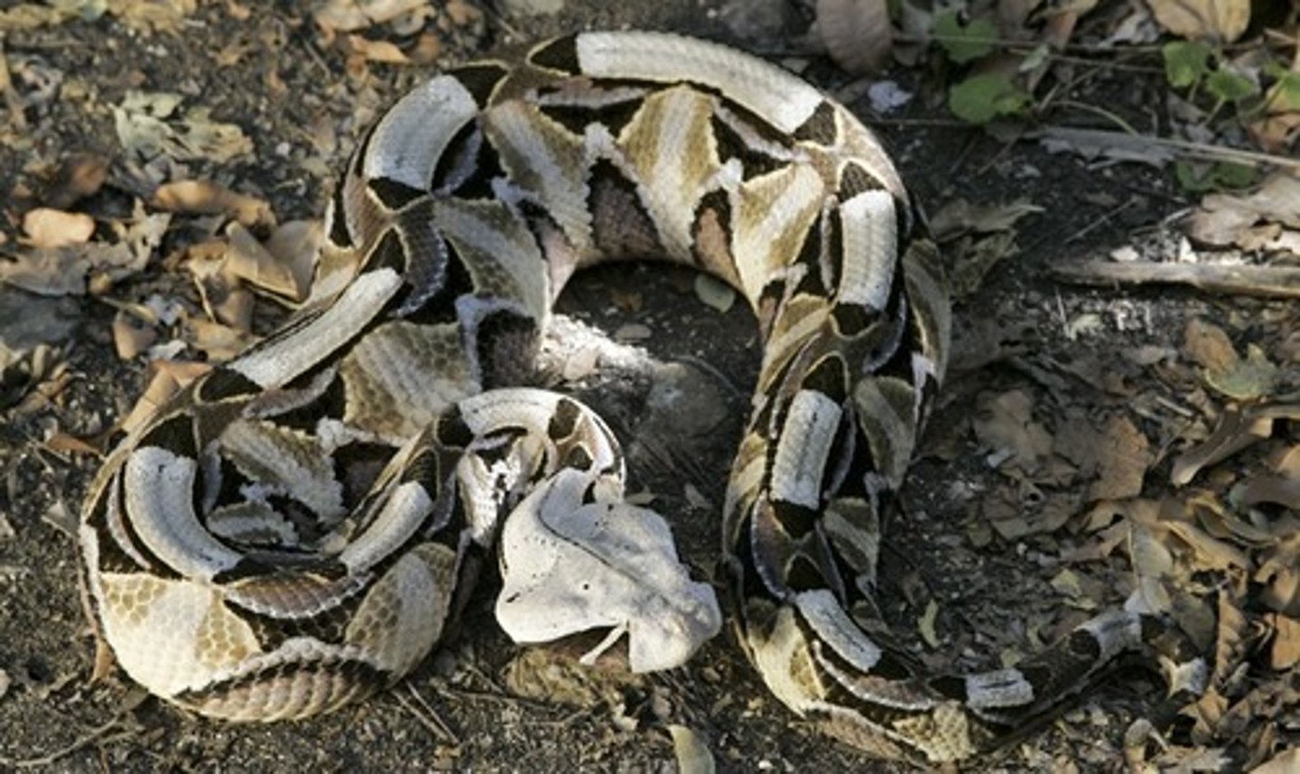 <p>(Bitis gabonica)</p>