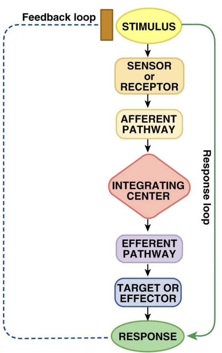 <p>the tissues, gland, or organ maintaining variable that compares “value” of the regulated variable to the setpoint and determines if any action needs to be taken</p>