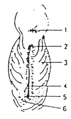 <p>Label 1–6 on this diagram of a mare's vulva</p>