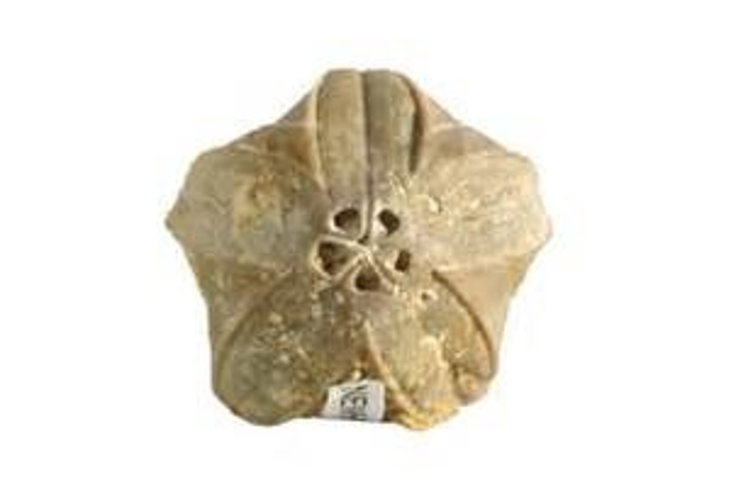 <p>sand dollar biscuit</p>