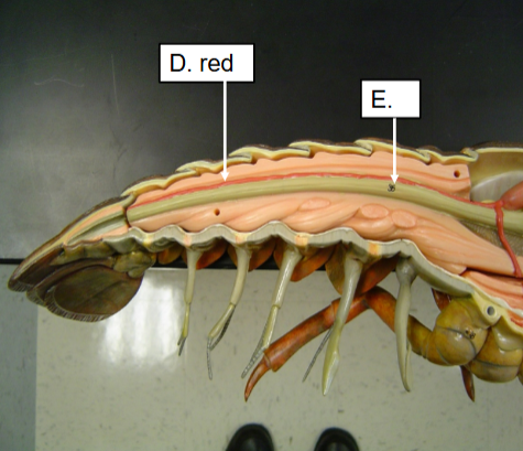 <p>Name structure E:</p>