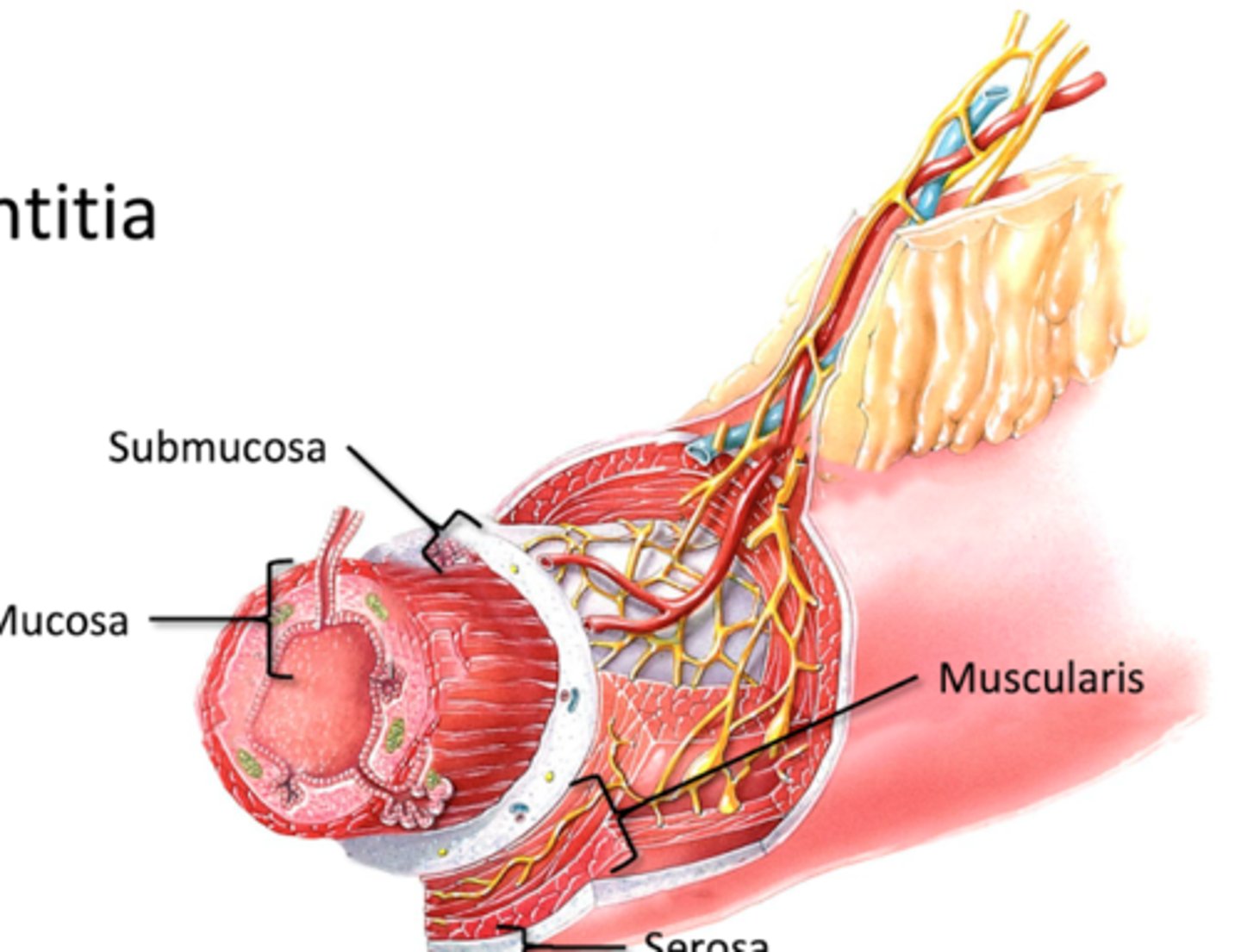 <p>Superficial to Deep</p><p>1. Serosa/Adventitia</p><p>2. Muscularis</p><p>3. Submucosa</p><p>4. Mucosa</p>