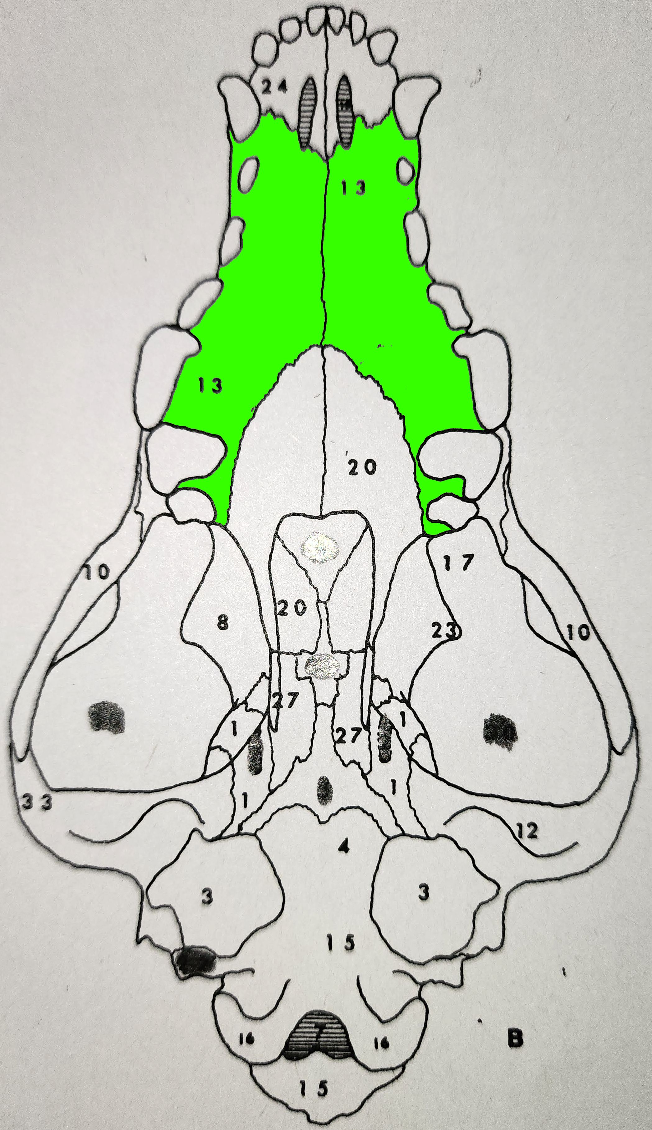 knowt flashcard image