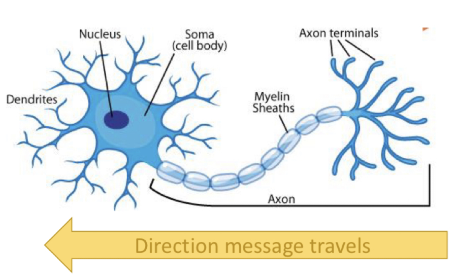 * transport the molecules from the **synapse to the soma**
  * trophins, viral infections through this pathway