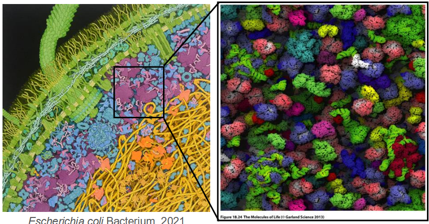 <p>biochemical systems are packed tightly together </p><p>Effective macromolecular concentration in cytoplasm ~300-400 mg/mL</p>