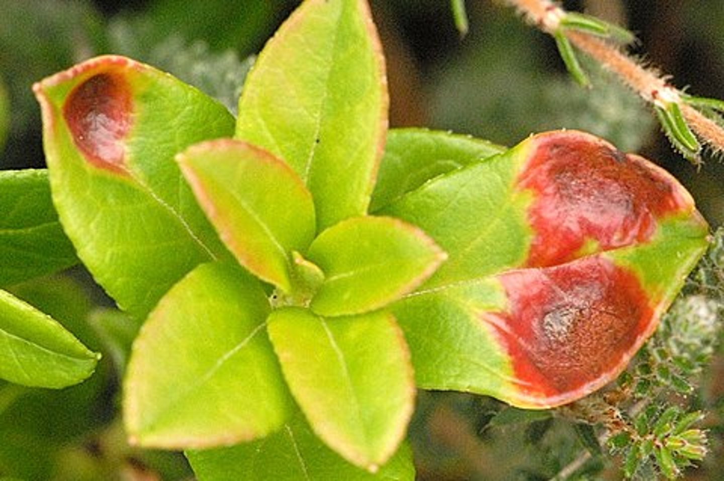 <p>Exobasidium to</p>