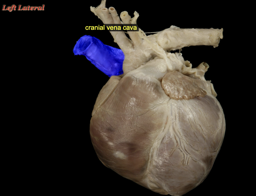 <p>Cranial vena cava</p><p><span>The right and left brachiocephalic veins join just inside the thoracic inlet to create the cranial vena cava which passes caudad ventral to the trachea and to the right of the esophagus to terminate at the right atrium. The cranial vena cava also receives venous blood from the azygos, costocervical, caudal thyroid, and internal thoracic veins.</span></p><p><span>Caudal vena cava</span></p><p><span>The caudal vena cava arises at about the level of lumbar vertebra six where the two common iliac veins merge. In its cranial course, it receives venous blood from somatic veins draining the body wall and trunk and from the renal arteries. The caudal vena cava passes dorsal to the liver, receiving hepatic venous blood just before passing through the caval foramen of the diaphragm.</span></p>