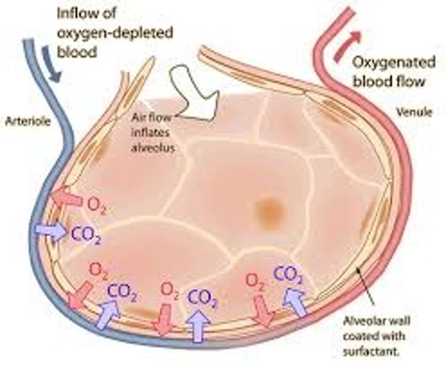 <p>From the alveoli capillaries in your lungs, CO2 leaves your bloodstream (exhale) and O2 enters your bloodstream (inhale)</p>