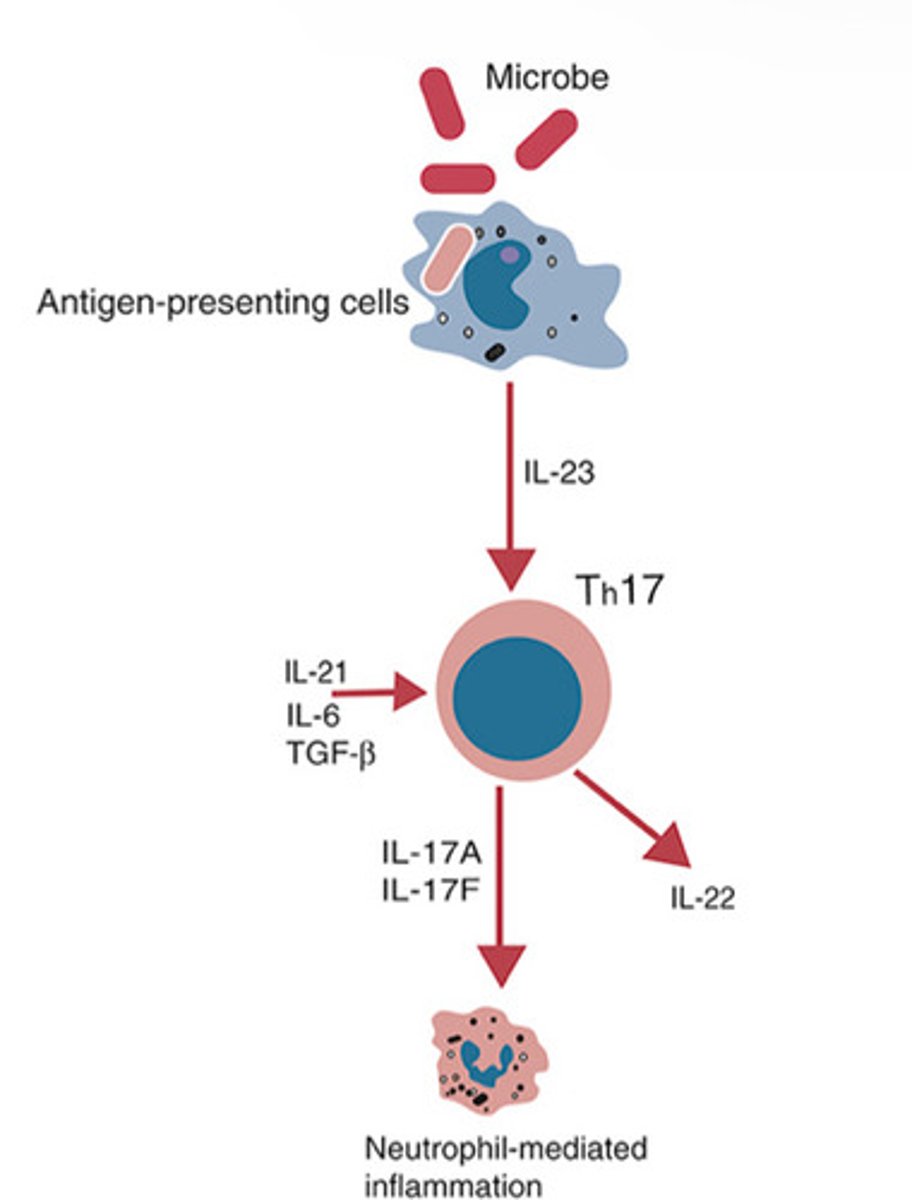 <p>Th0 interaction with IL-1beta, IL-6 and IL-21</p>