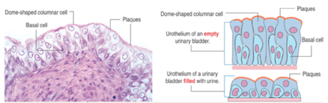 <p>What are basal cells in transitional epithelium and where are they located?</p>
