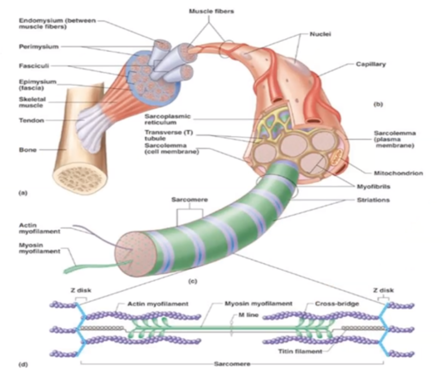 <p>Contractile unit within muscle cell</p>