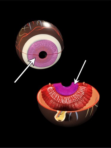<p>(p.) vascular layer</p>