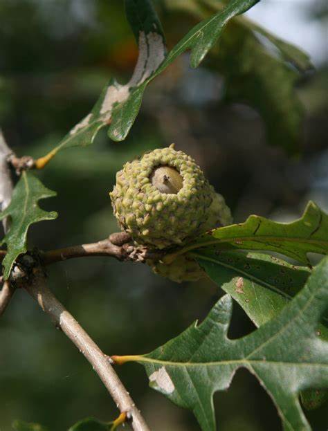 Overcup oak