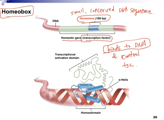 <p>Homeobox binds to DNA to control transcription. DNA-binding domains of all homeotic genes are conserved. </p>