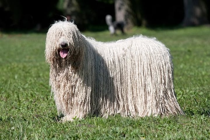 <p>- Working group<br>- Large to Giant (80-120 lbs)<br>- Bred to guard livestock<br>- Solid white only<br>- Hair forms "cords" which look like dreadlocks</p>