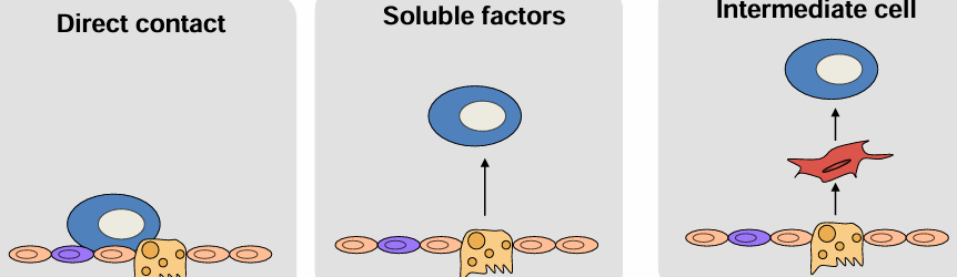 <p>microenvironment around stem cells that provides support and the signals that regulate self renewal and differentiation</p><p>direct contact - between niche and the stem cell</p><p>soluble factors - secreted by niche cell to act on the stem cell</p><p>intermediate cell - signal from the niche that acts on an intermediate cell which then acts on stem cell or secrete soluble factors</p>