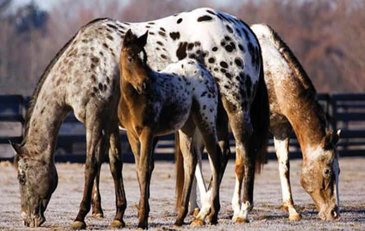 <p>A light horse breed descended from Central Asia, known for its color variations and distinctive coat patterns.</p>