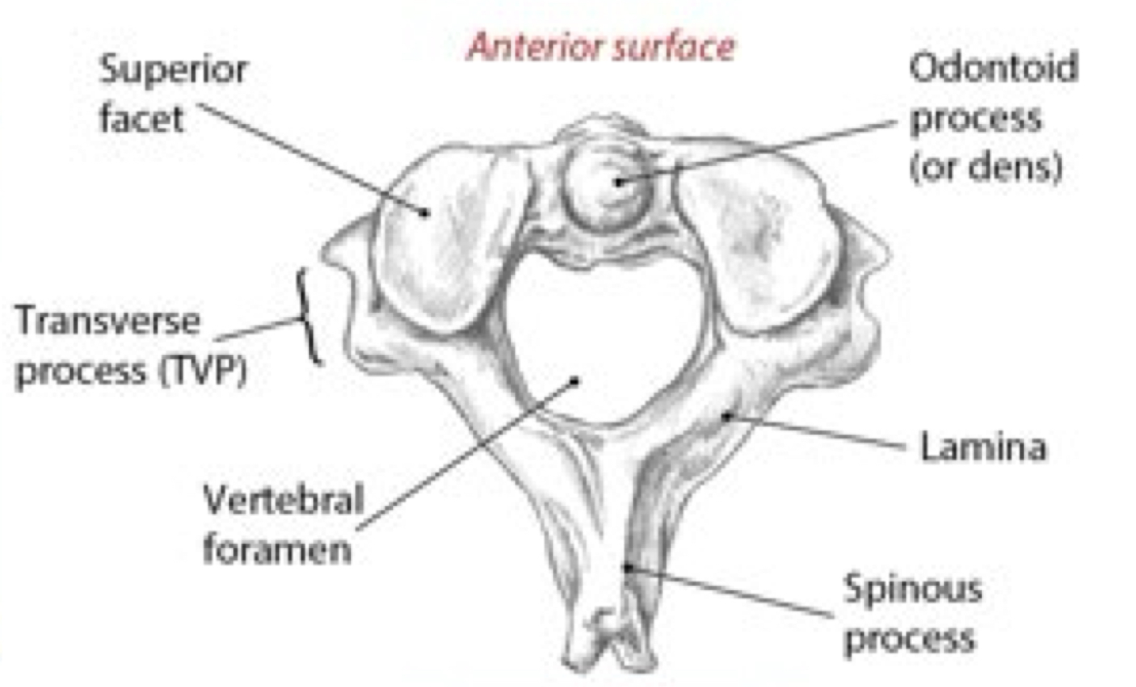 <p>Identify this structure and anatomical significance</p>