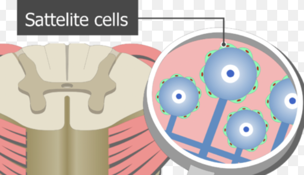 <p>Satellite cells</p>