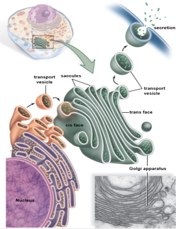 <p>F: processing, modifying, sorting, packaging and release of different macromolecules into vesicles (e.g. proteins, carbohydrates, enzymes)</p>