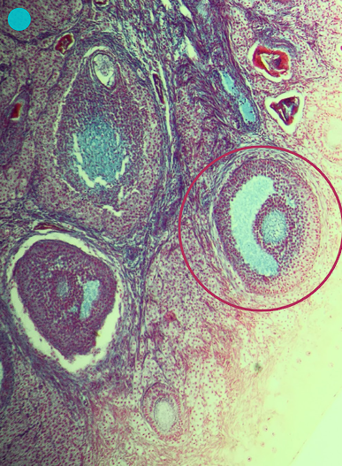 <p>What is the origin germ layer of this structure?</p>